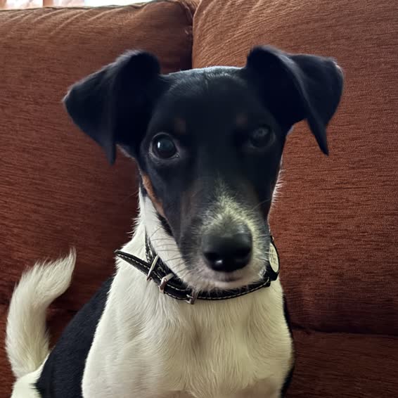 Bailey